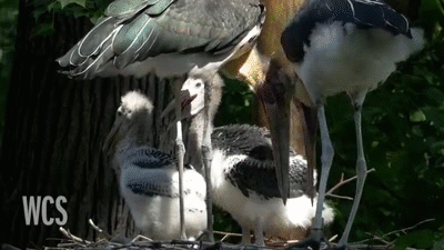 Adjutant Stork Chicks at the Bronx Zoo